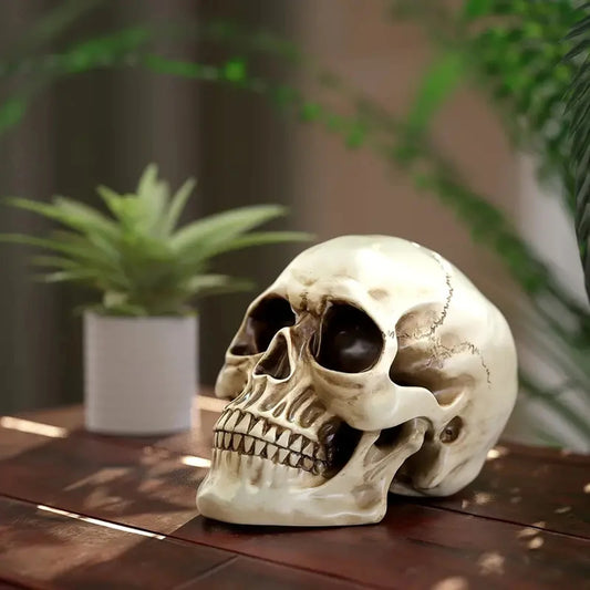 Crâne en Résine – Décoration Halloween et Maison, Taille Réaliste